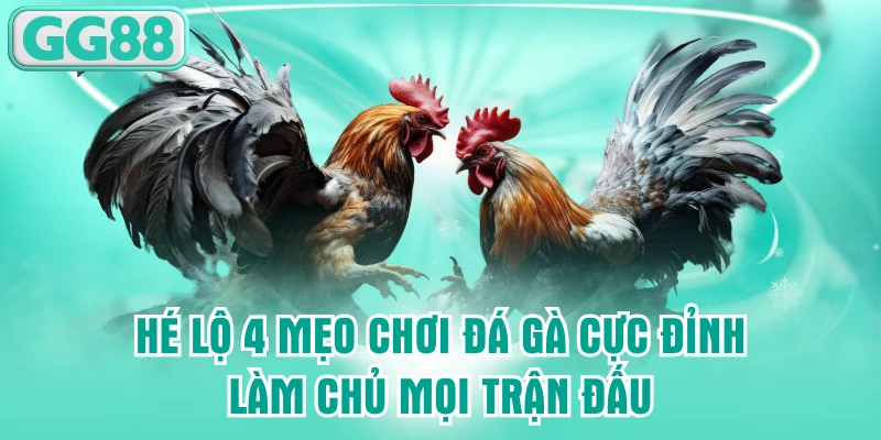 mẹo chơi đá gà